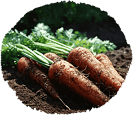 『ほまれ農園』の無農薬野菜から学ぶ