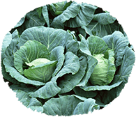 『ほまれ農園』の無農薬野菜から学ぶ